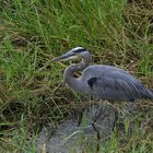 Everglades