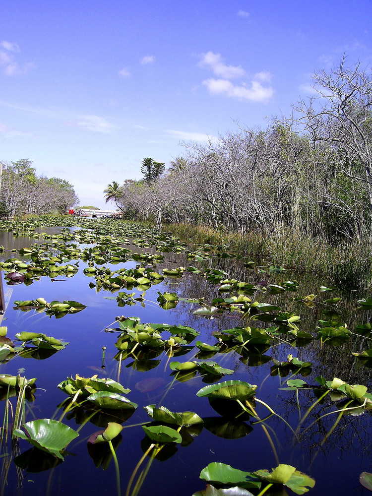 Everglades