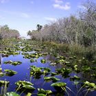 Everglades