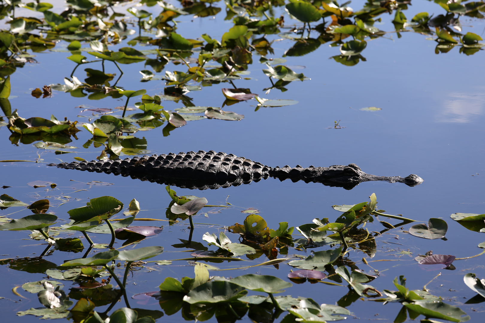 Everglades