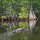 Everglades 8