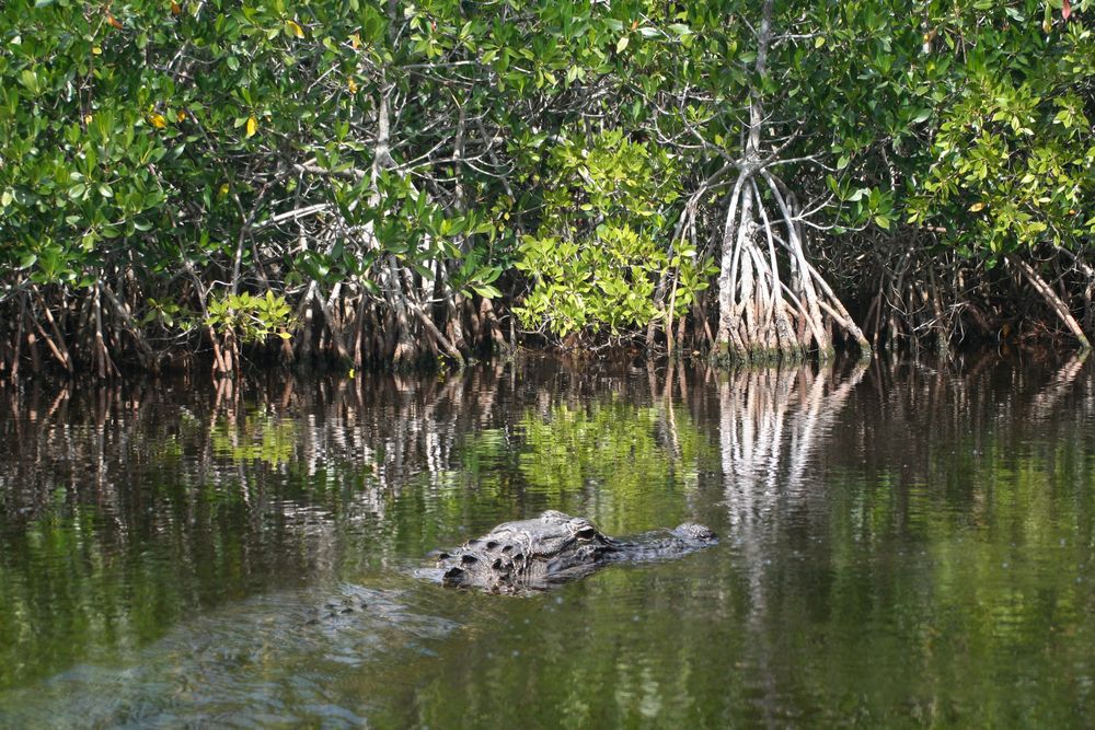 Everglades 8