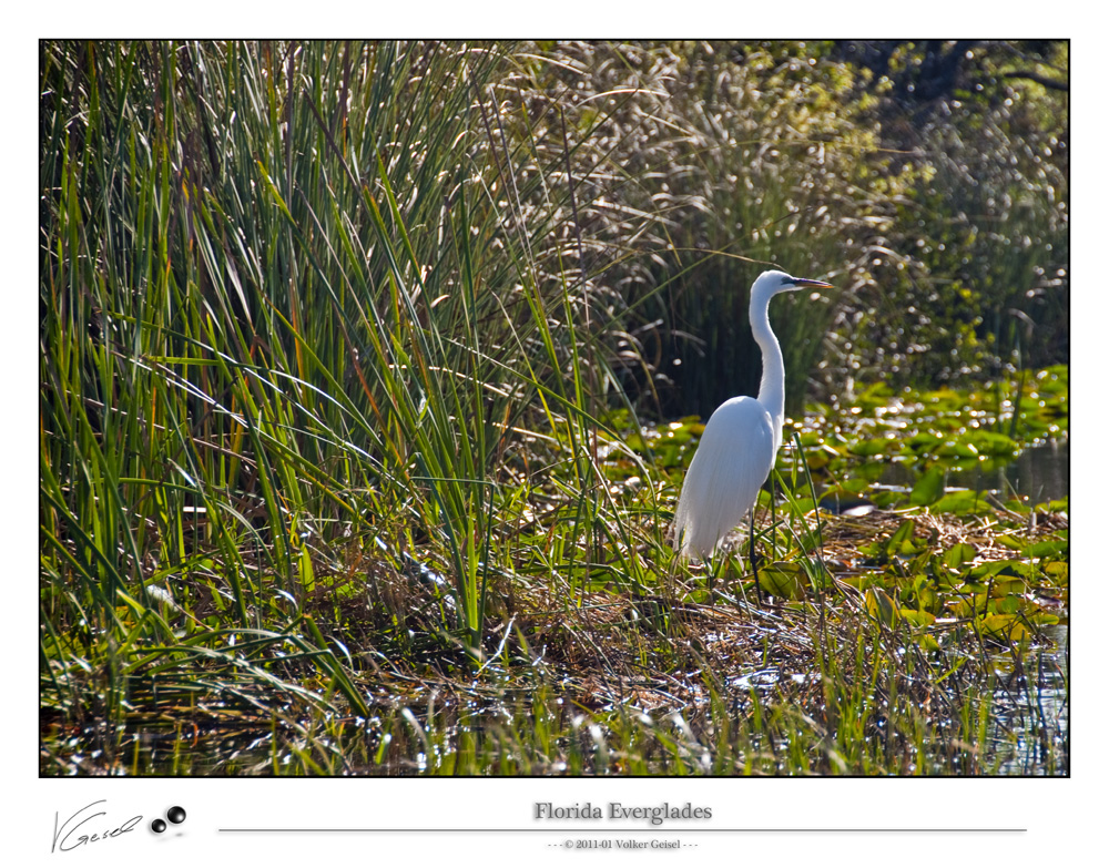 *** Everglades ***