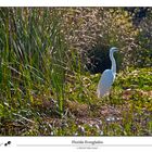 *** Everglades ***