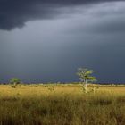 Everglades