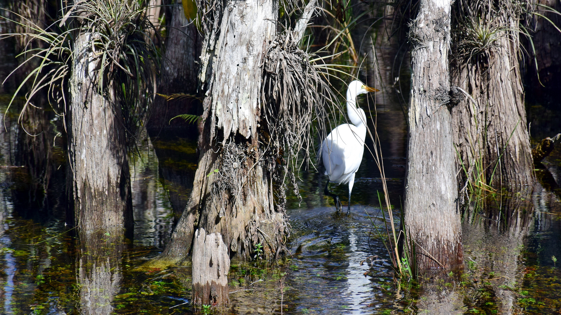 Everglades