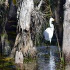 Everglades