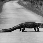 Everglades Aligator auf Fahrradweg 