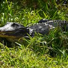 Everglades Aligator auf Fahrradweg 
