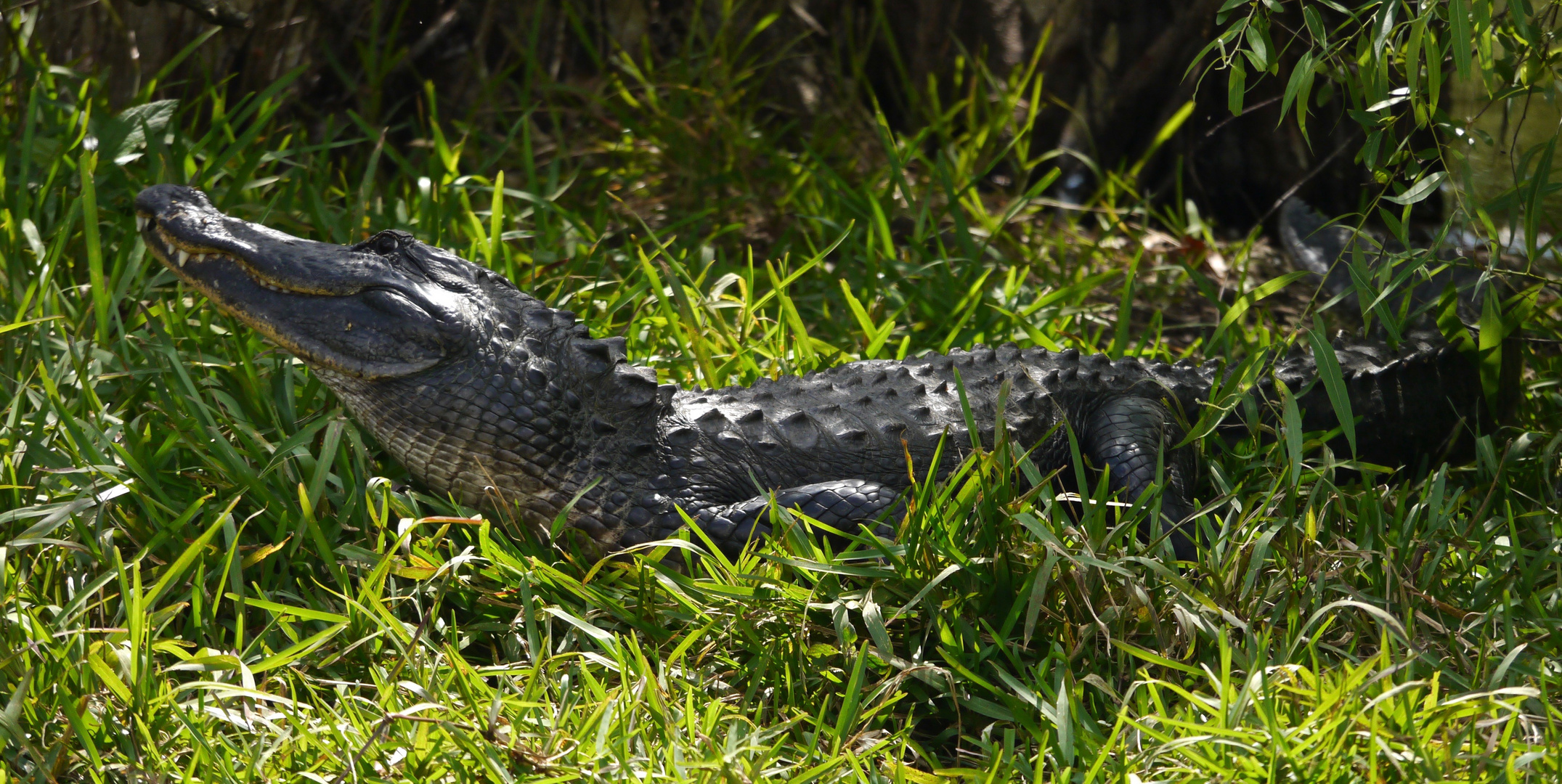 Everglades Aligator auf Fahrradweg 