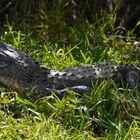 Everglades Aligator auf Fahrradweg 