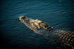 Everglades Alligator