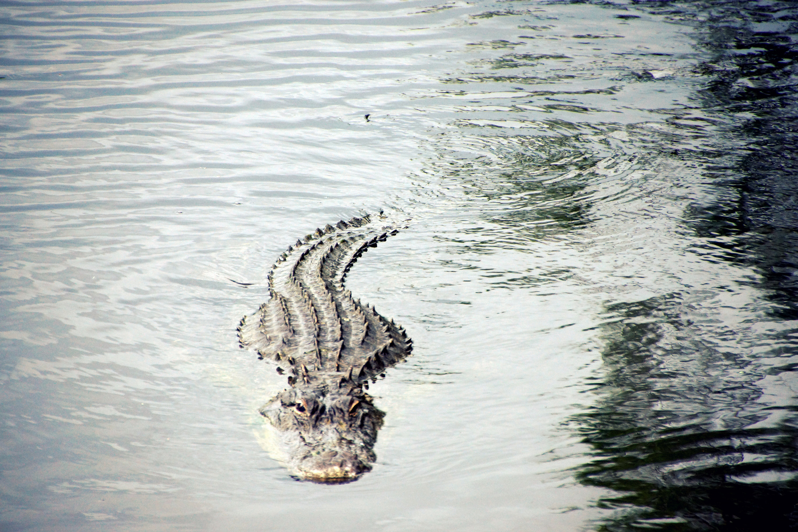 Everglades Alligator