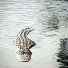 Everglades Alligator