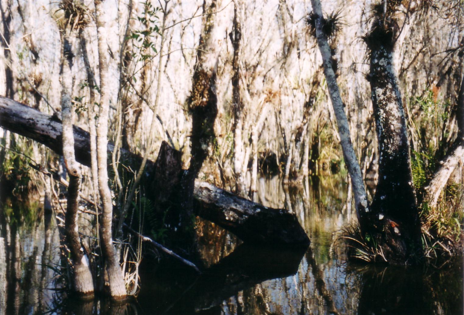 Everglades