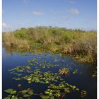 Everglades