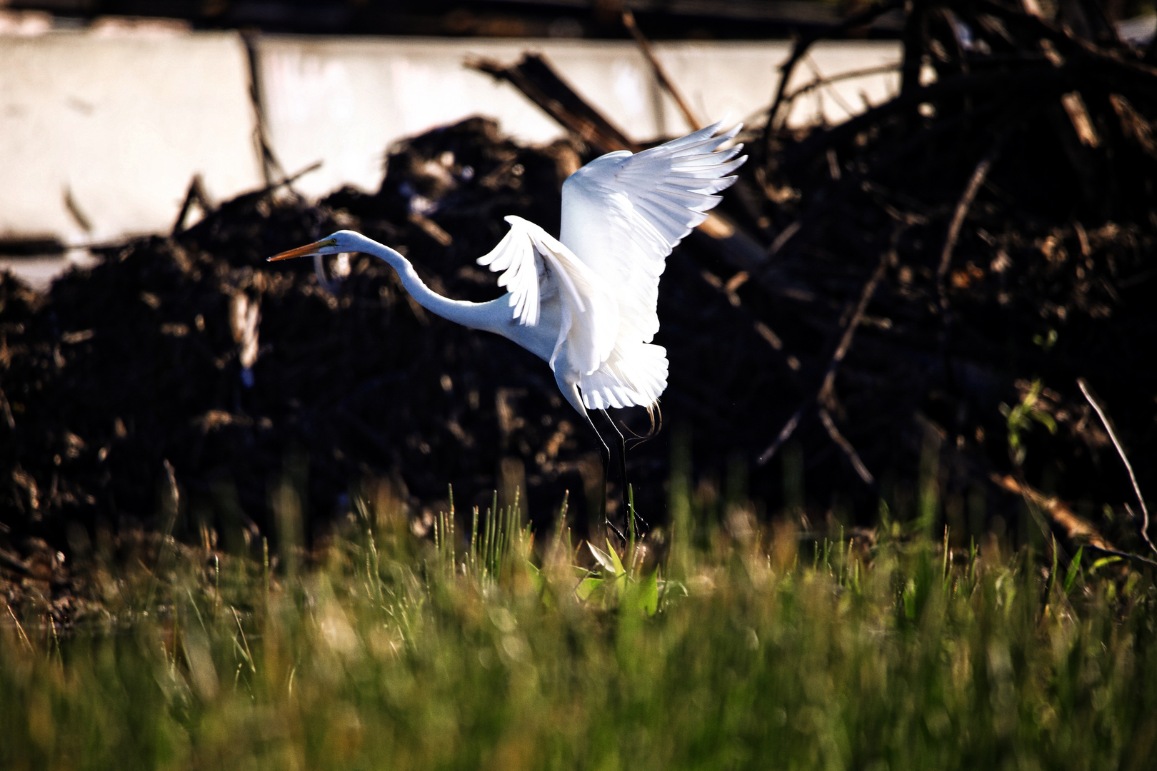 Everglades 