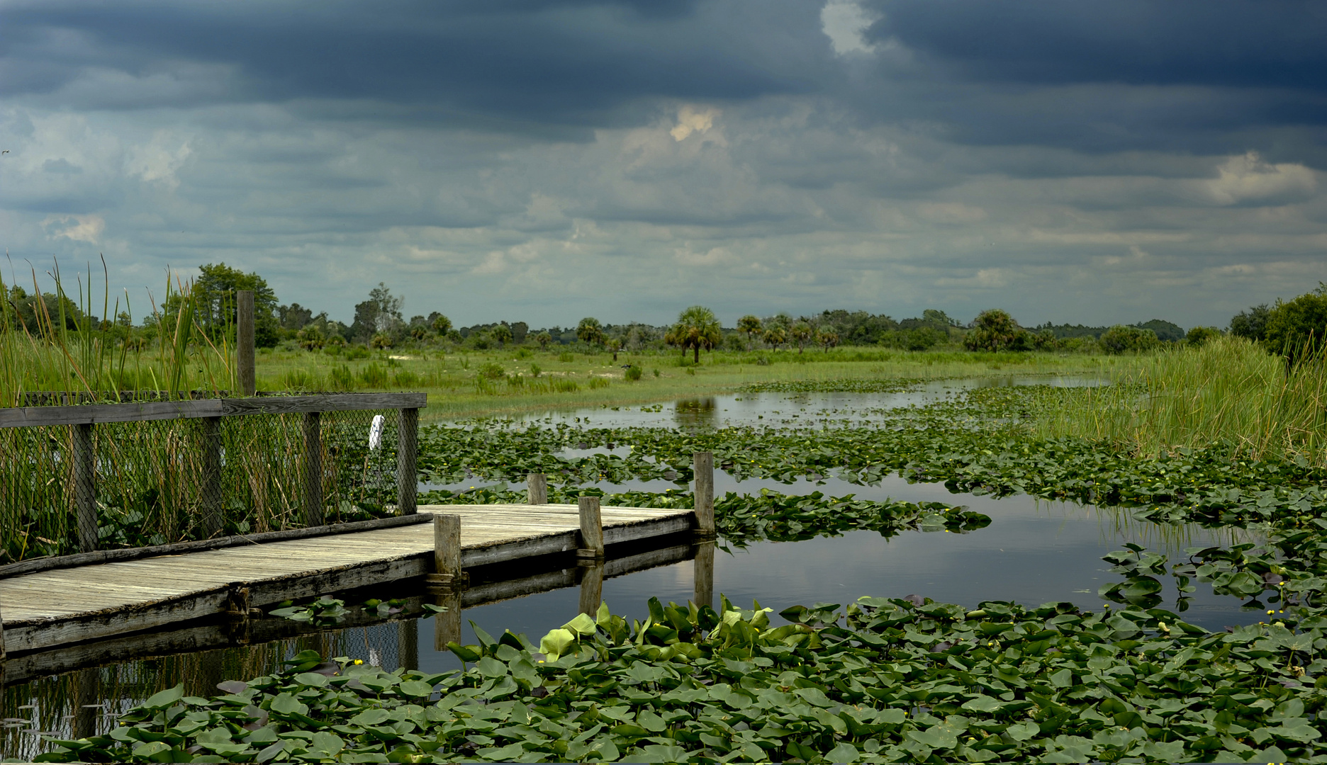 Everglades