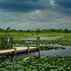 Everglades