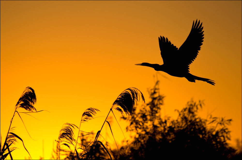 EVERGLADES - EARLY MORNING