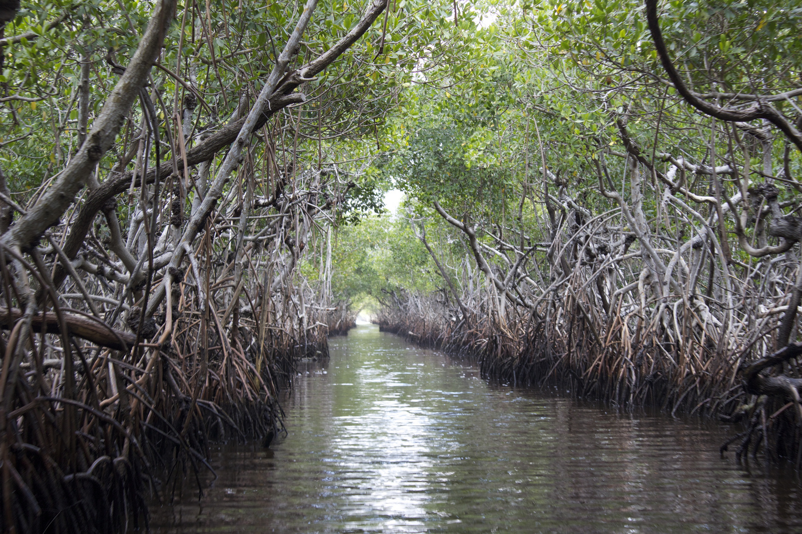 Everglades