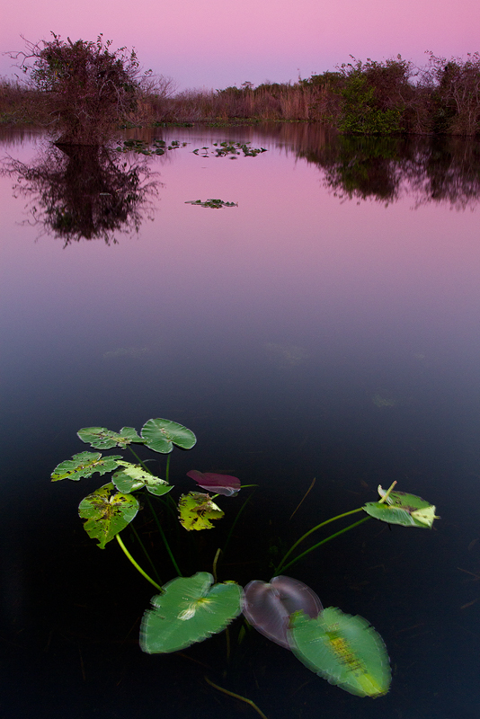 Everglades