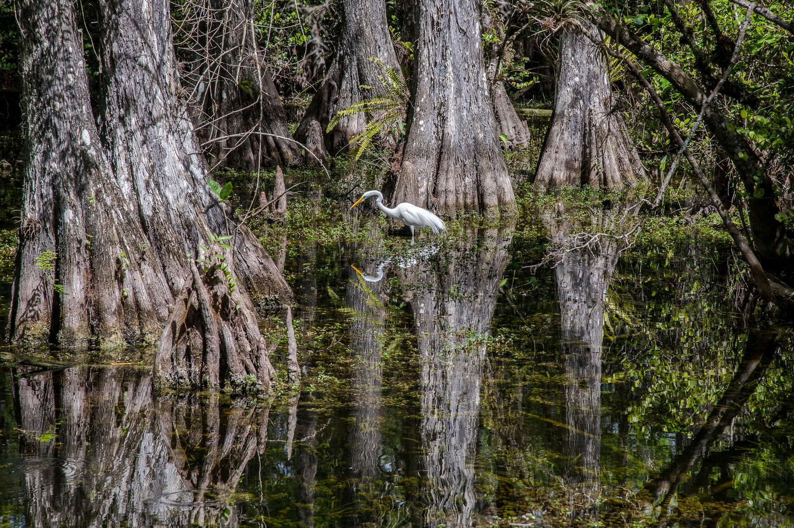 Everglades