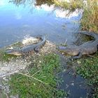 EVERGLADES - FLORIDA