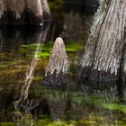 Everglades - Florida