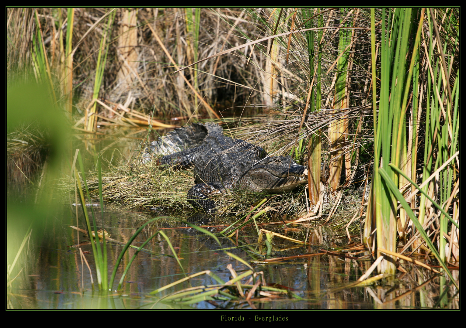 Everglades Florida Alligator