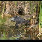 Everglades Florida Alligator