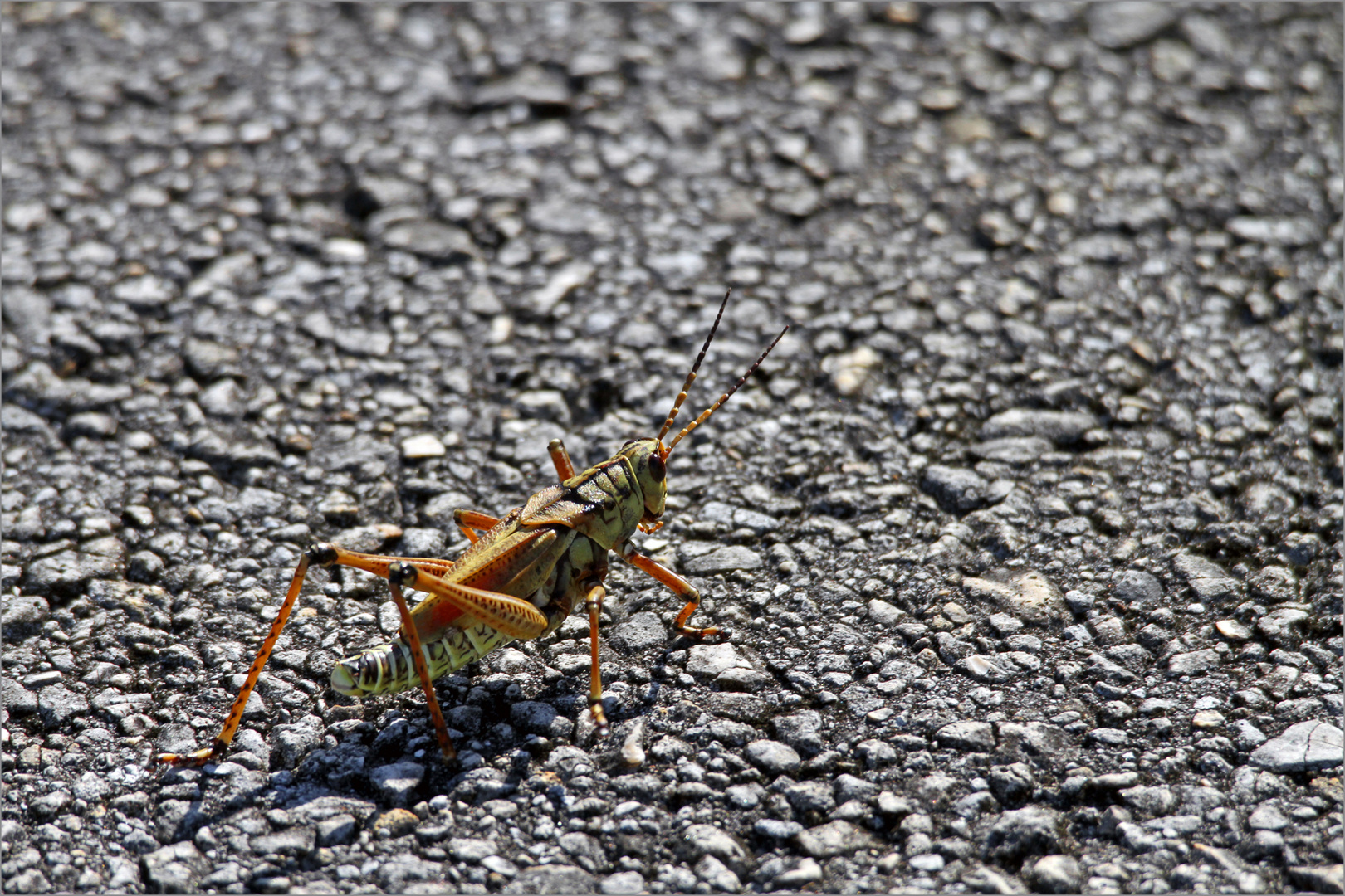 Everglades Grashopper