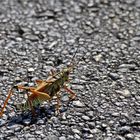 Everglades Grashopper