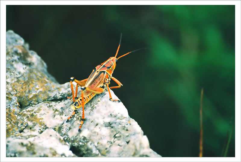 Everglades Grasshopper