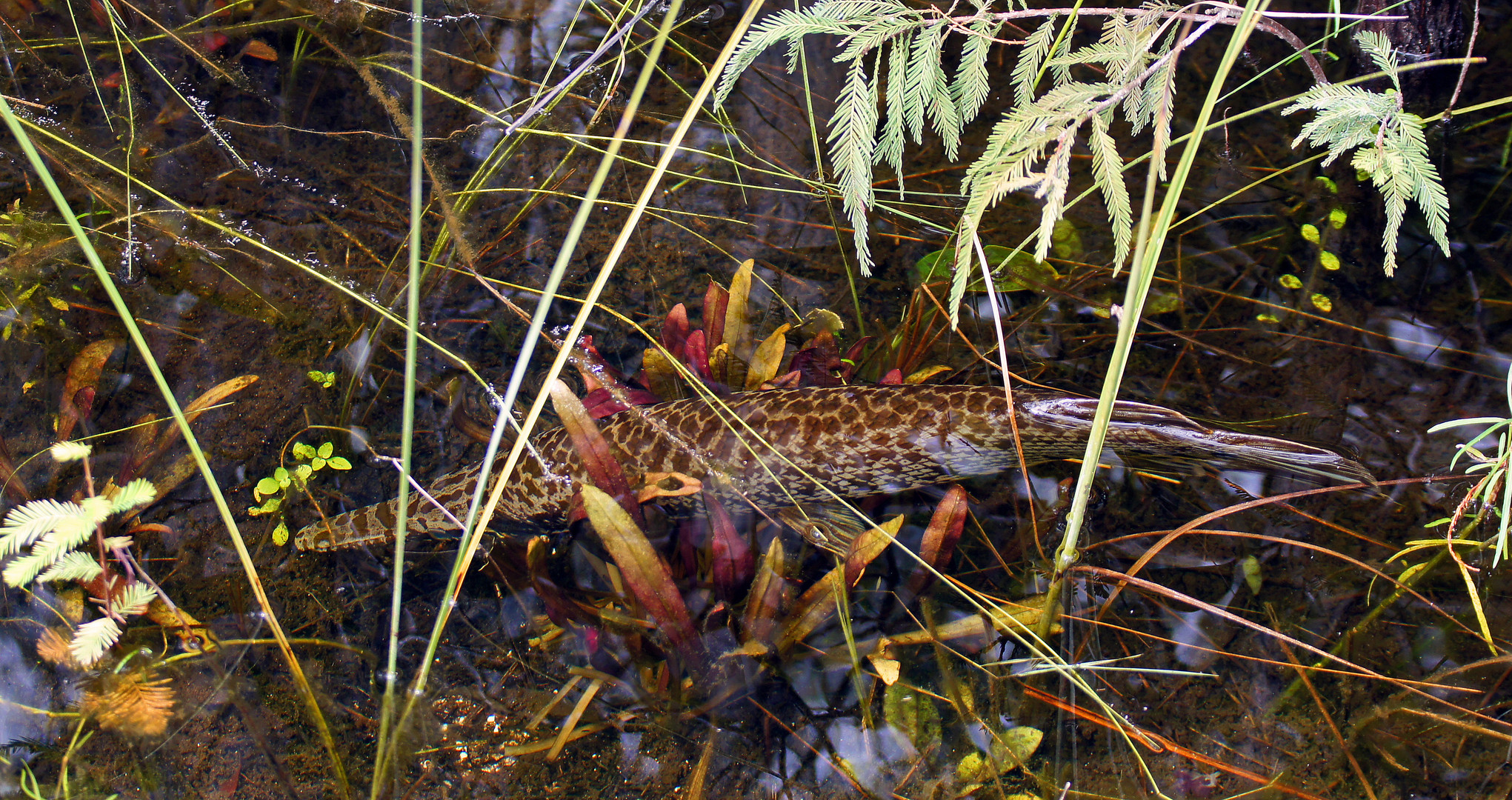 Everglades Hecht