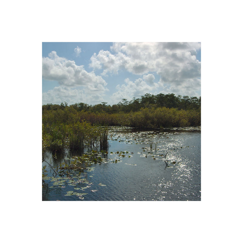 Everglades II