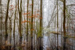 Everglades im Ochsenmoor