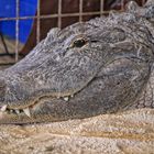 Everglades- Krokodilpark 