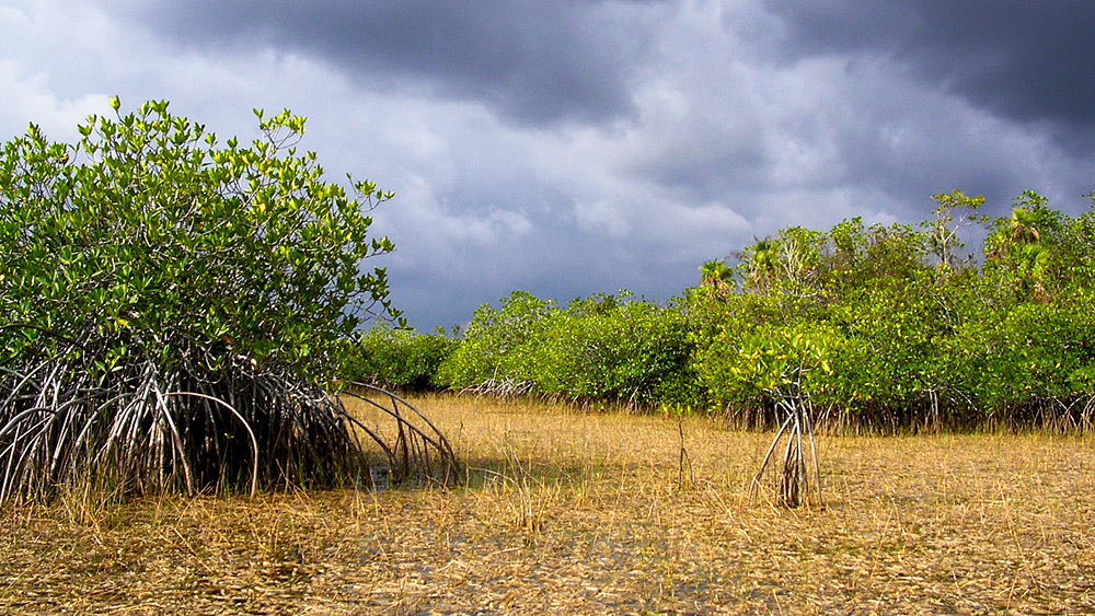 Everglades Mangrovenwald