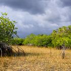 Everglades Mangrovenwald