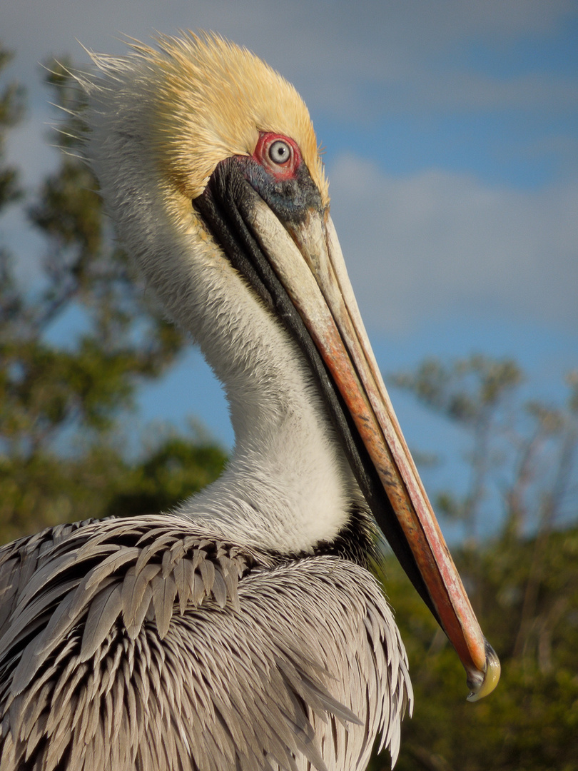 Everglades-Pelikan