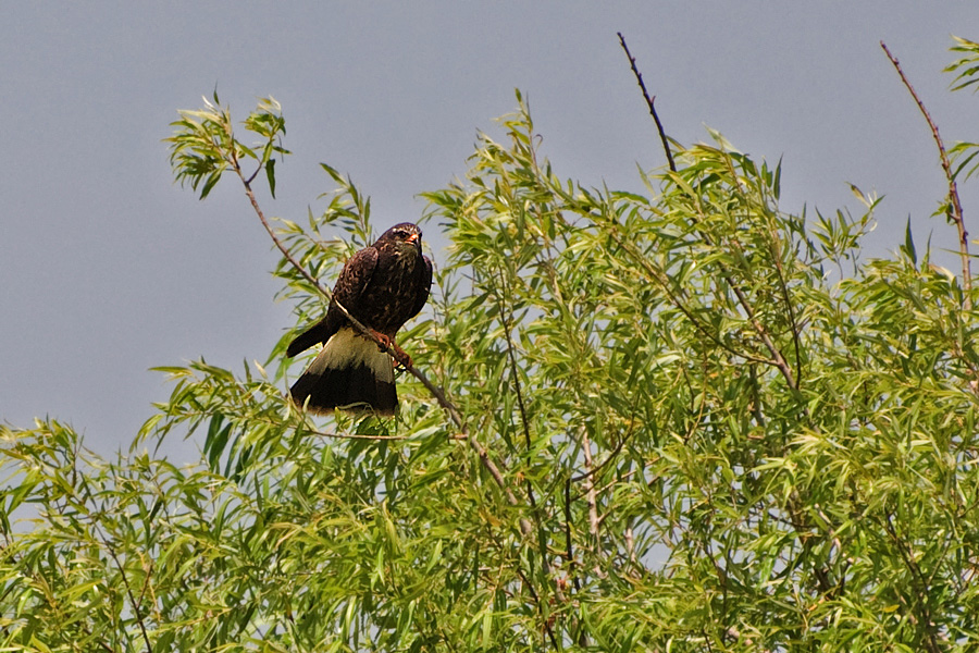 Everglades-Schneckenmilan…