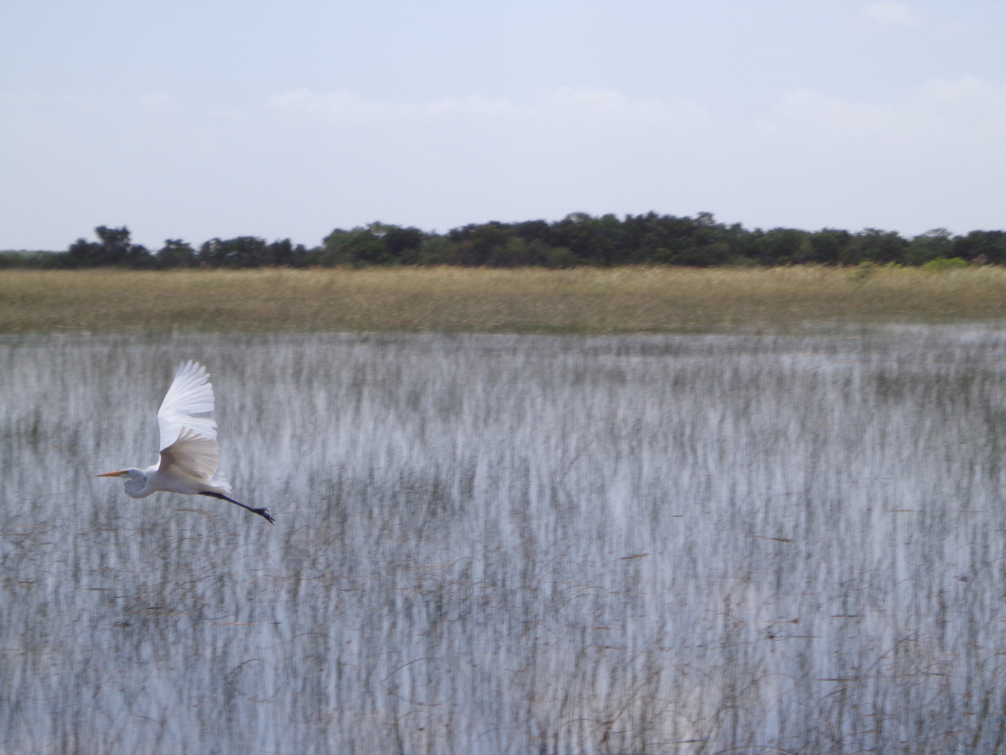 Everglades - Shark Valley