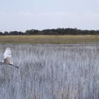 Everglades - Shark Valley