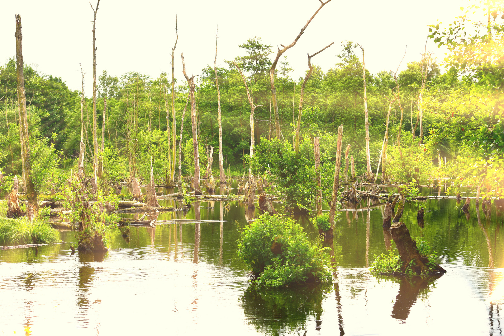 Everglades vom Niederrhein