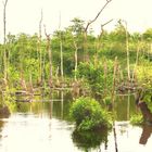 Everglades vom Niederrhein