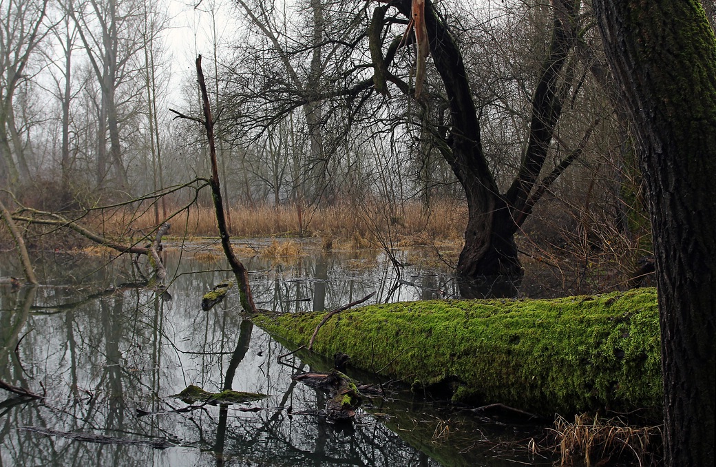 Everglades von Deutschland