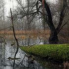 Everglades von Deutschland