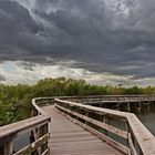 Everglades walk