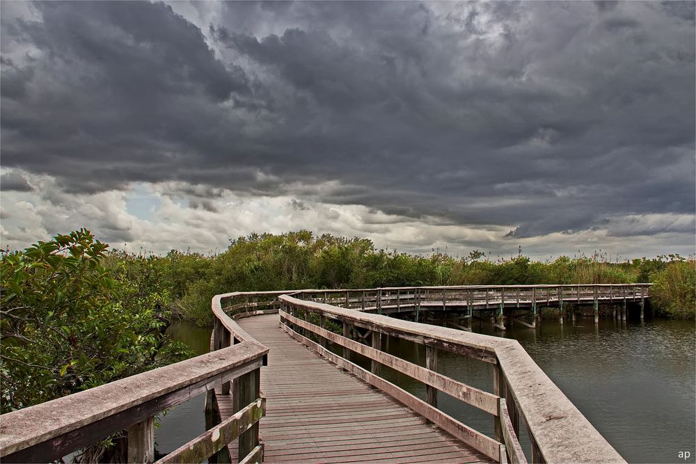 Everglades walk